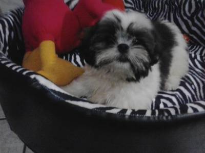 shihtzu femea tres meses itaquera