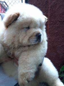 Filhotes de Chowchow