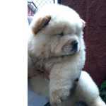 Chow Chow Filhotes de Chowchow So Paulo Vargem Grande Paulista