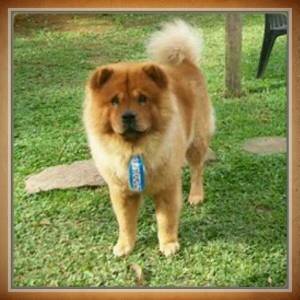 Filhotes de Chowchow