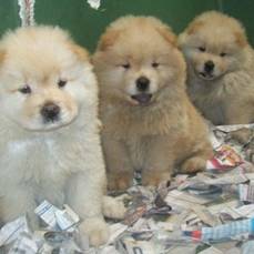 Filhotes de Chowchow