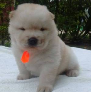 Filhotes de Chowchow