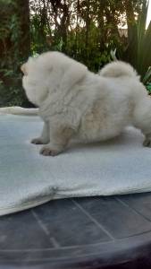 Filhotes de Chowchow