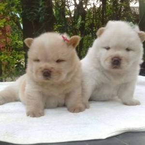 Filhotes de Chowchow