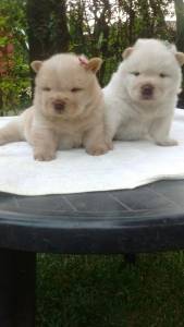 Filhotes de Chowchow