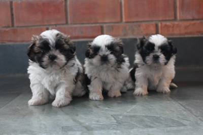 Filhotes de Shihtzu