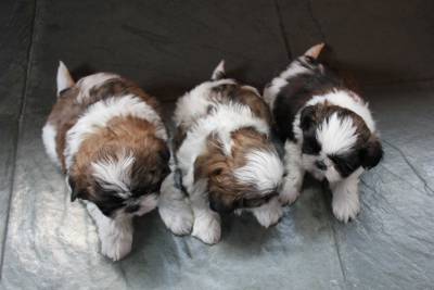 Filhotes de Shihtzu