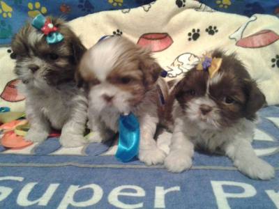 Filhotes de Shihtzu