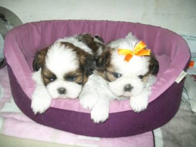 Filhotes de Shihtzu