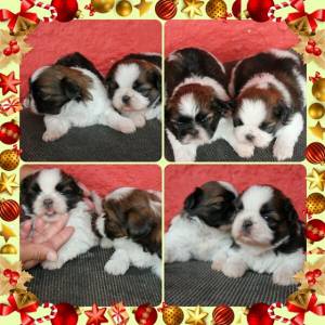 Filhotes de Shihtzu