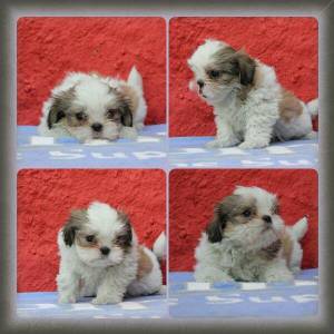 Filhotes de Shihtzu