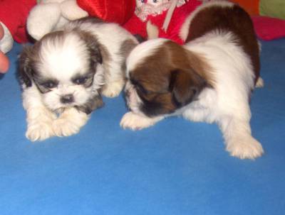 Filhotes de Shihtzu