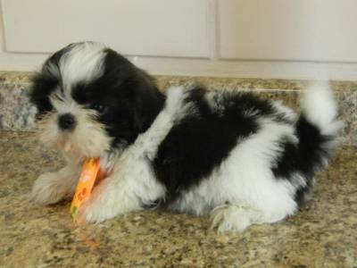 Filhotes de Shihtzu