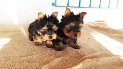 Yorkshire Terrier