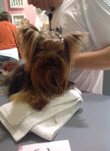 Yorkshire Terrier