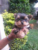 Yorkshire Terrier