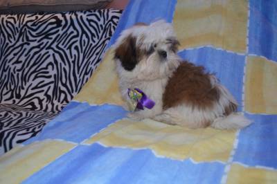 linda femea de shihtzu bca e mogno itaquera