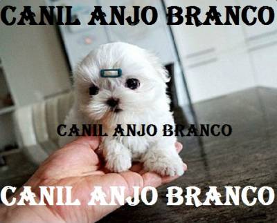 MALTES MALTÊS MICRO ANJO BRANCO MALTES MALTÊS MICRO ANJO BRANCO