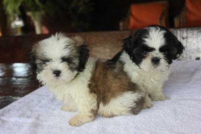 Filhotes de Shihtzu