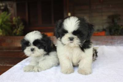 Filhotes de Shihtzu