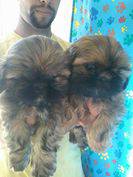 Filhotes de Shihtzu