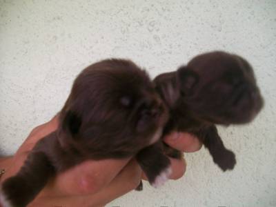 Filhotes de Shihtzu