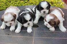 Filhotes de Shihtzu