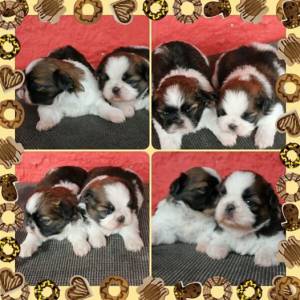 Filhotes de Shihtzu