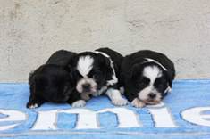 Filhotes de Shihtzu