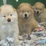 Chow Chow Filhote de Chow Chow So Paulo Vargem Grande Paulista