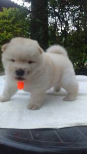 Filhote de Chow Chow