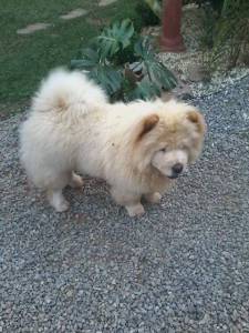 Filhote de Chow Chow