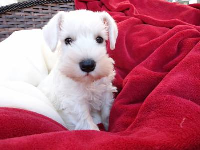 Schnauzer Miniatura Branco