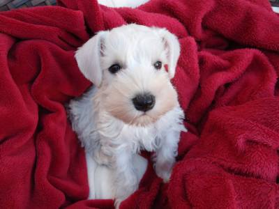 Schnauzer Miniatura Branco