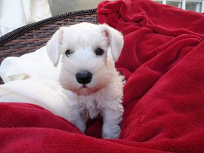 Schnauzer Miniatura Branco