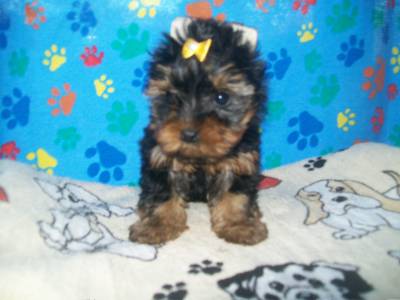 Yorkshire Terrier