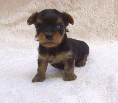 Yorkshire Terrier