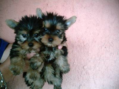 Yorkshire Terrier