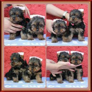 Yorkshire Terrier