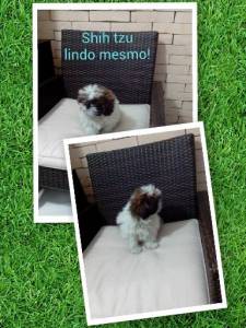 SHIH TZU URSINHO PARC NO CARTAO