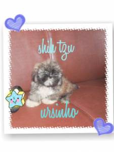 SHIH TZU URSINHO PARC NO CARTAO