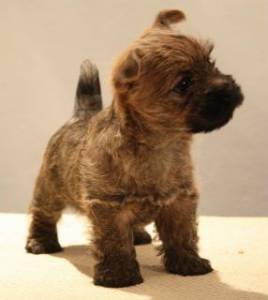 FILHOTE CAIRN TERRIER