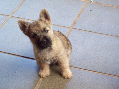 FILHOTE CAIRN TERRIER