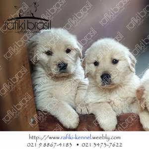 Golden Retriever - Filhotes disponveis