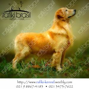 Golden Retriever - Filhotes disponveis