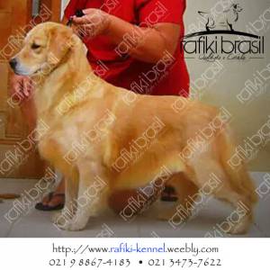 Golden Retriever - Filhotes disponveis