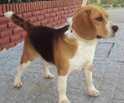 Filhotes TOP de Beagle