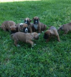 Filhotes de Boxer Dourados