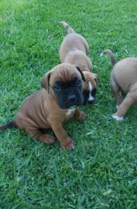 Filhotes de Boxer Dourados