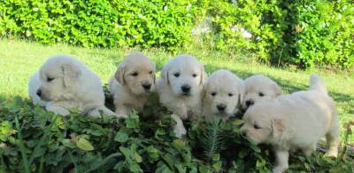 Filhotes de Golden Retriever